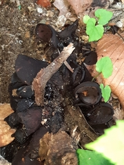 Wynnea americana