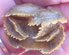 Hapalogaster cavicauda