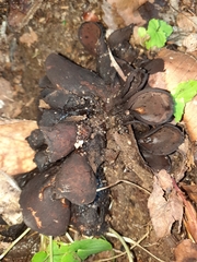 Wynnea americana