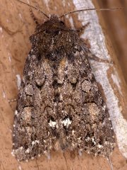 Melanchra pulverulenta