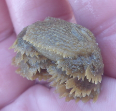 Hapalogaster cavicauda