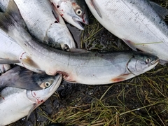 Salvelinus malma