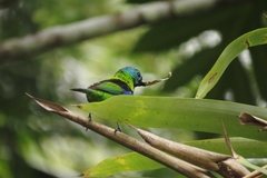 Tangara seledon