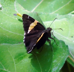 Telegonus