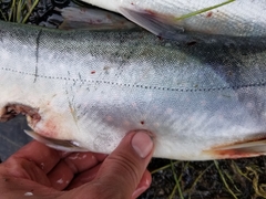 Salvelinus malma