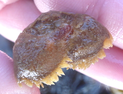 Hapalogaster cavicauda