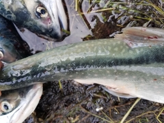 Salvelinus malma