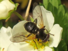 Blera nigra