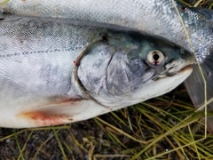 Salvelinus malma