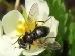 Blera nigra