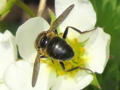 Blera nigra