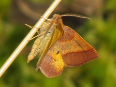 Metarranthis obfirmaria