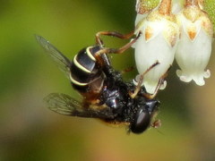 Eristalis cryptarum