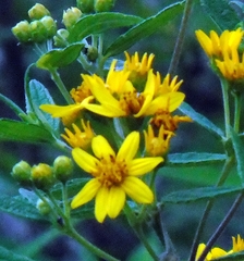 Wedelia acapulcensis