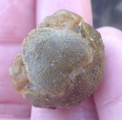 Hapalogaster cavicauda