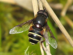 Eristalis cryptarum