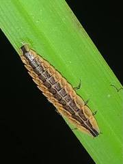 Pyractomena angulata