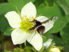 Bombylius pygmaeus