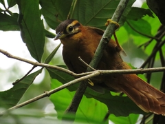 Philydor atricapillus