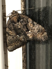 Chytonix sensilis