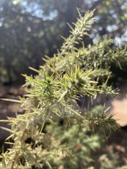 Tetranychus lintearius