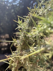 Tetranychus lintearius