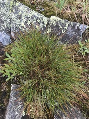 Oreojuncus trifidus