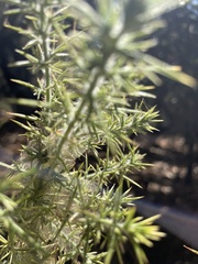 Tetranychus lintearius