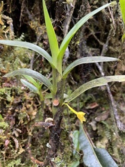 Maxillaria alticola