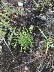 Mononeuria groenlandica