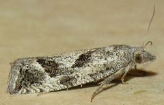 Pelochrista corosana