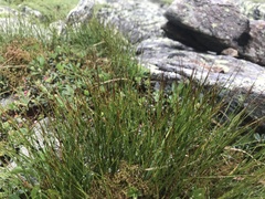 Oreojuncus trifidus