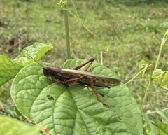 Schistocerca piceifrons