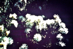 Melaleuca pityoides