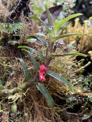 Fernandezia sanguinea