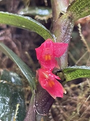 Fernandezia sanguinea