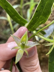 Epidendrum oxycalyx