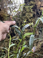 Epidendrum oxycalyx