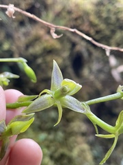 Epidendrum oxycalyx