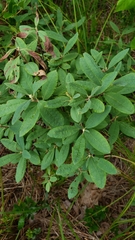 Rhododendron canadense