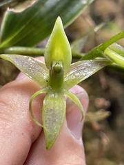Epidendrum oxycalyx