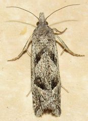 Pelochrista corosana