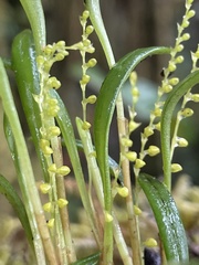 Stelis pusilla
