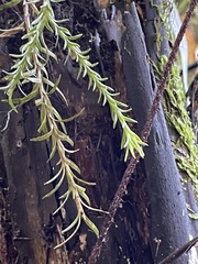 Phlegmariurus varius