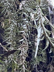 Phlegmariurus varius