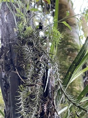 Phlegmariurus varius