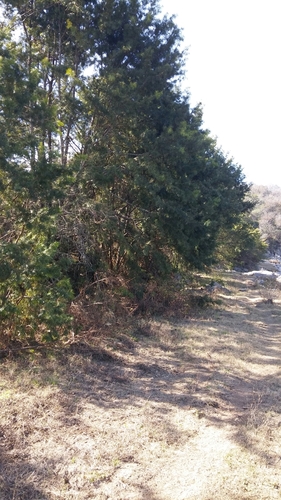 Pino blanco (Podocarpus parlatorei)