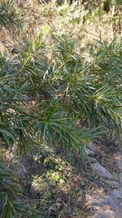 Podocarpus parlatorei