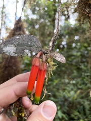Macleania macrantha