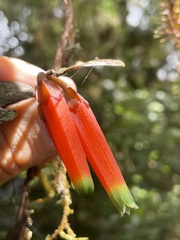 Macleania macrantha